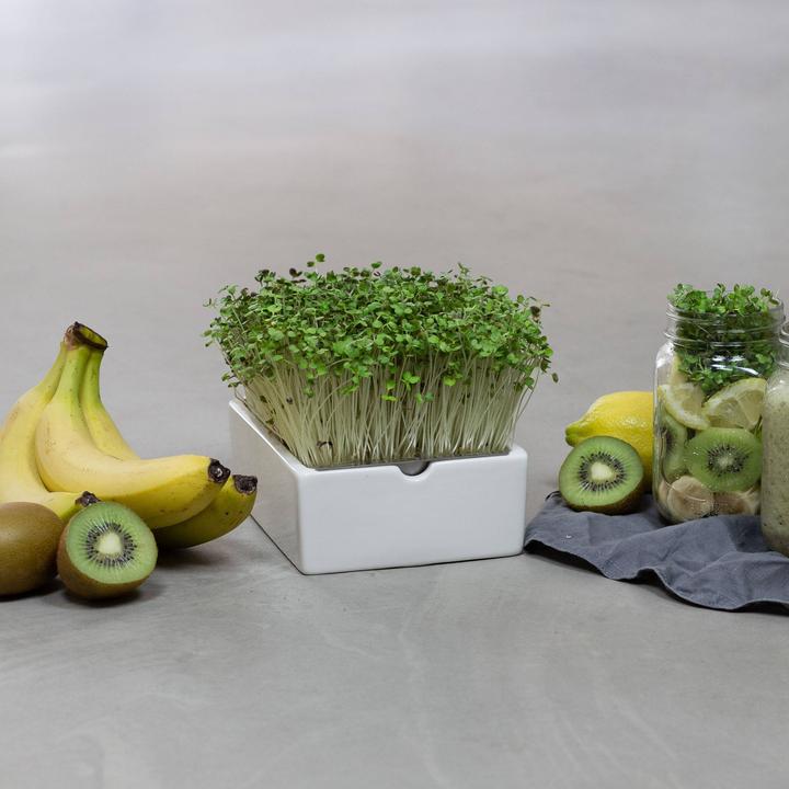 Actual product image Heimgart Microgreens Starter-Kit (Seedlings)