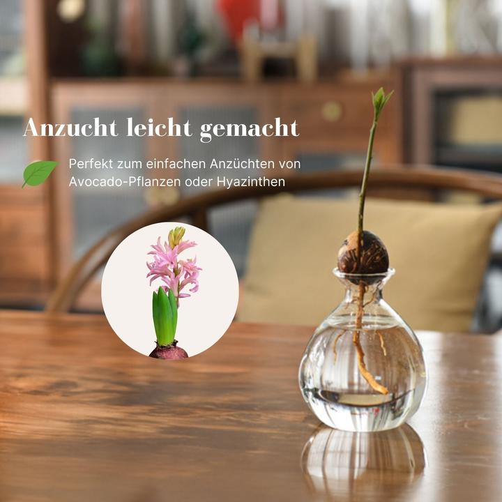 Produktbild Hermex Avocadobaum-Glas Avocado-Vase Hydrokultur-Vase Hyazinthenglas (10 cm)
