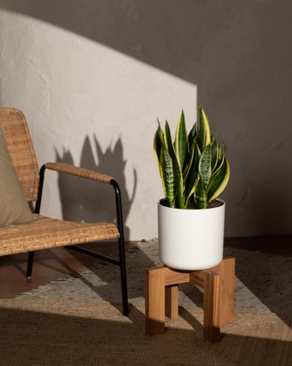 Actual product image feey Big mother-in-law's tongue (85 cm, Freshly repotted)