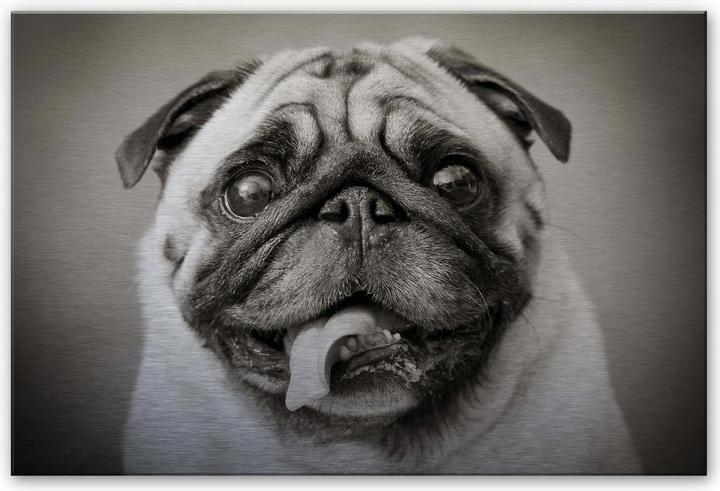 Actual product image Trenddeko Lovable pug (60 x 40 cm)
