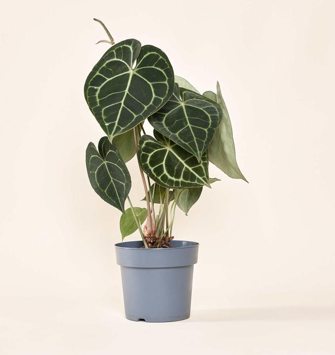Produktbild Mary and Plants Anthurium Clarinervium Gold mit Terrakotta Topf (50 cm)
