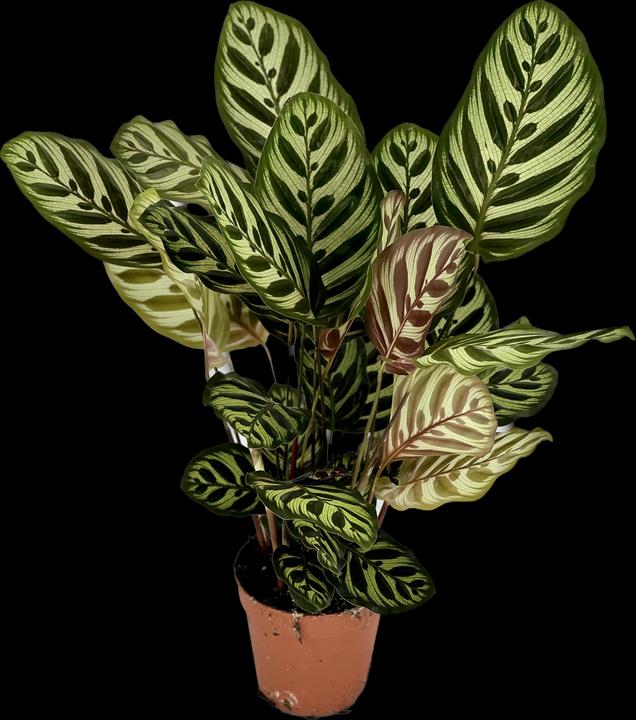 Produktbild Mahaloplants Calathea Makoyana (35 cm, Tierfreundlich)