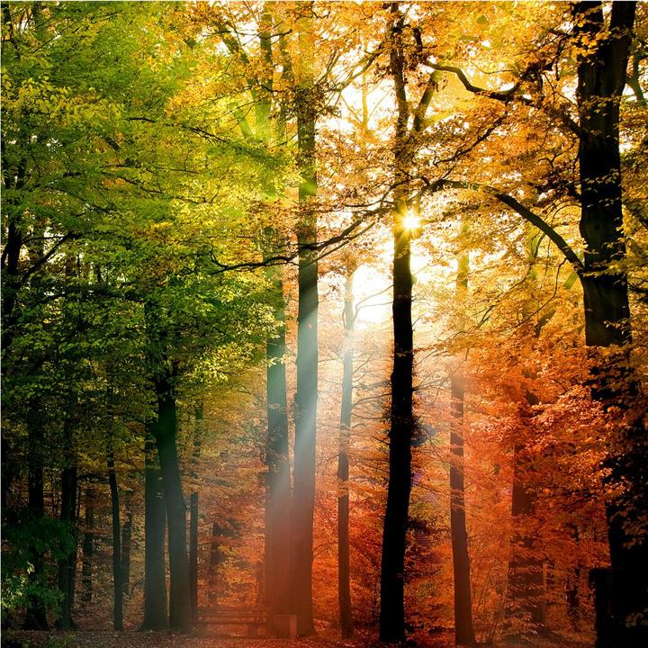 Produktbild Trenddeko Goldener Herbst Wald (144 x 260 cm)