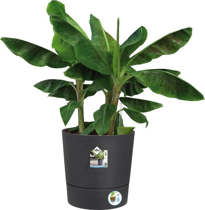 Image du produit Elho Blumenschale (43 cm)