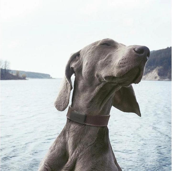 Actual product image Invoxia Pet GPS Tracker (Dog, Cat, General)