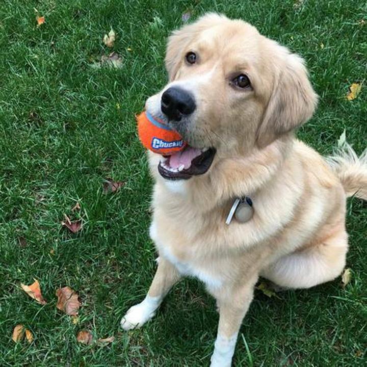 Produktbild Chuckit! CHUCKIT TENNIS BALL Tennisball 7 6 cm Durchmesser Grösse L Orange (Kauspielzeug Hund)