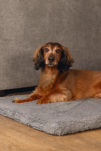 Actual product image Beeztees Ito (Dog)