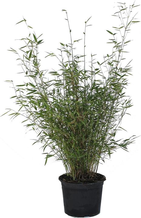 Immagine prodotto Zulauf Garten-Bambus / Fargesia rufa (80 cm, Amichevole per gli animali)