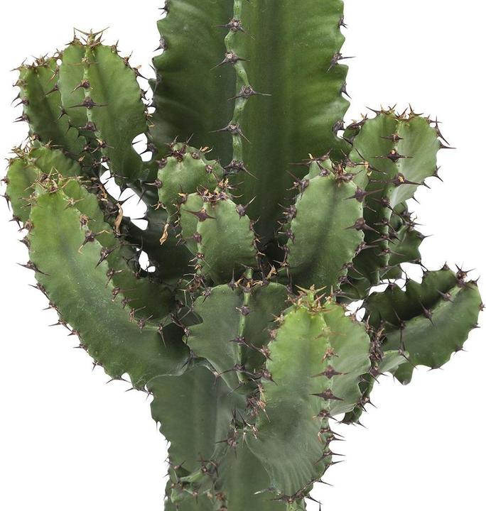 Produktbild Plant in a Box Euphorbia ingens - Kandelaber Euphorbie Kaktus (50 cm)