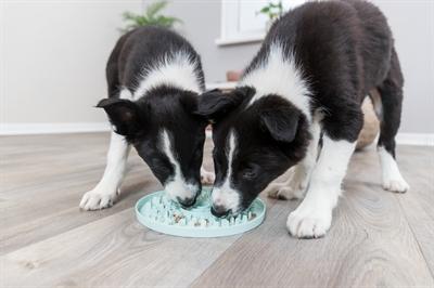 Actual product image Trixie Junior Licking Plate, Ø 21 cm, Mint (Dog activity toy)