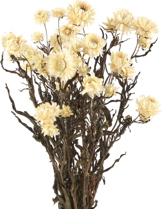 Immagine prodotto Geschenkkörbe CH Fiori di paglia, fiori secchi di elicriso, bianco naturale (Fiori secchi)