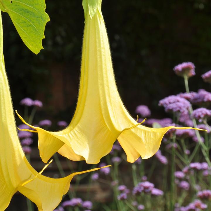 Image du produit Plant in a Box Brugmansia versicolor, sanguinea, suaveolens - Lot de 6 trompettes des anges (25 cm)