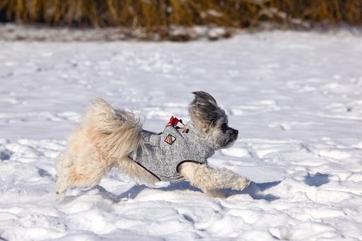 Actual product image Beeztees Celia (36, Dog jumper)