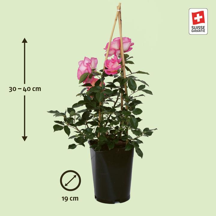 Actual product image Zulauf Renaissance Rose (40 cm)