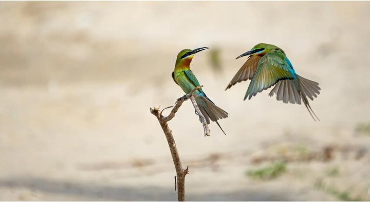 Immagine prodotto Olympus Sistema OM m.Zuiko ED 100-400 mm (Micro Four Thirds, Micro Four Thirds)