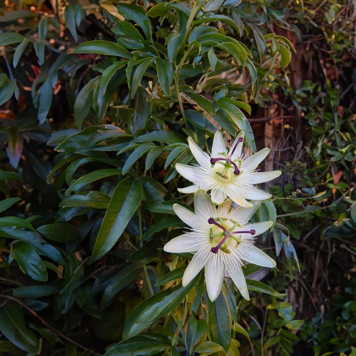 Immagine prodotto Plant in a Box Passiflora caerulea 'Constance Elliott' - set di 2 fiori della passione (110 cm)