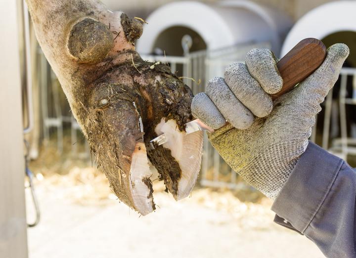 Actual product image Kerbl Hoof and claw knife SuperProfi right