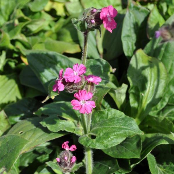 Produktbild Säntispracht 4 er Set, Die selbstaussäende Rote Waldnelke - Silene dioica (90 cm)