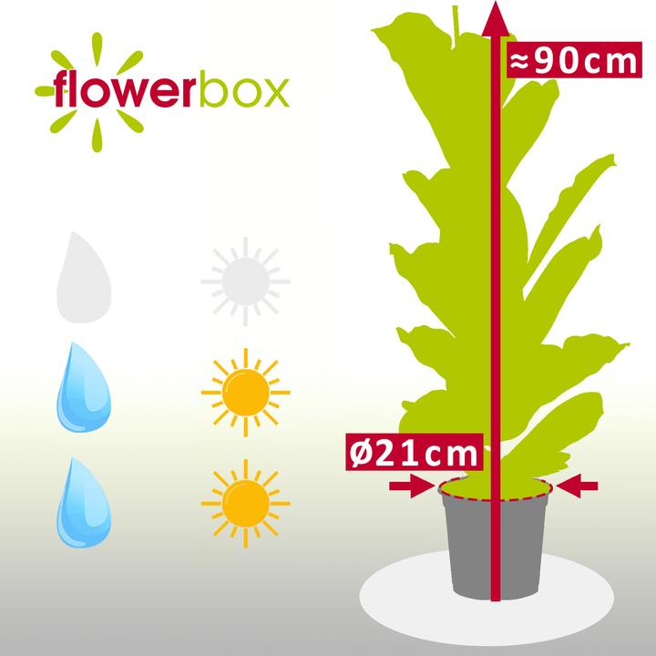 Produktbild Flowerbox Geigenfeige - Ficus Lyrata (100 cm)