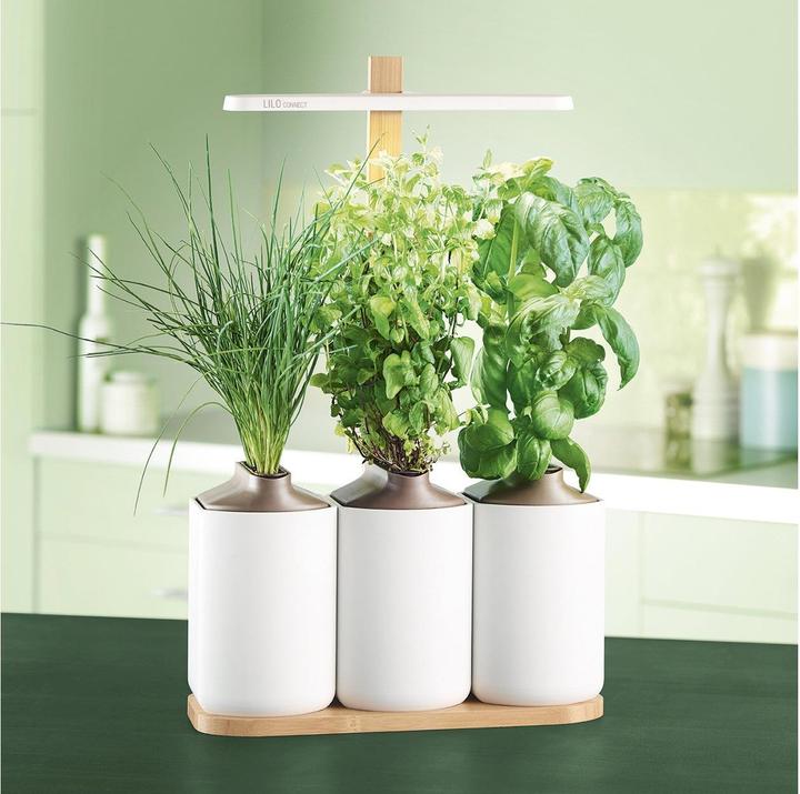 Actual product image Prêt à Pousser Lilo Connect (13.50 cm)