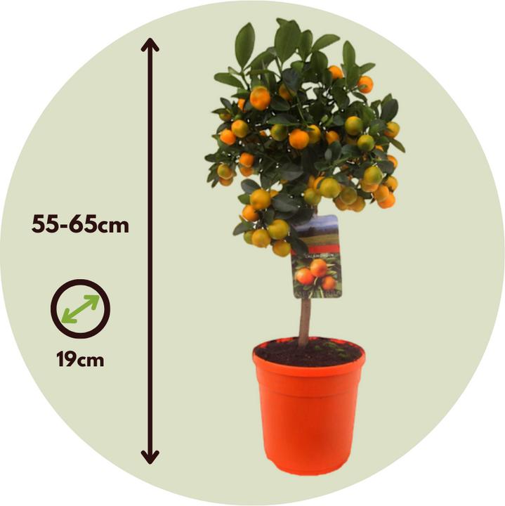 Actual product image Plant in a Box Citrus Mitis Calamondin - Orange tree (55 cm)