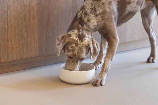 Image du produit Designed by Lotte Gamelle pour chien Lojs (1.20 l)