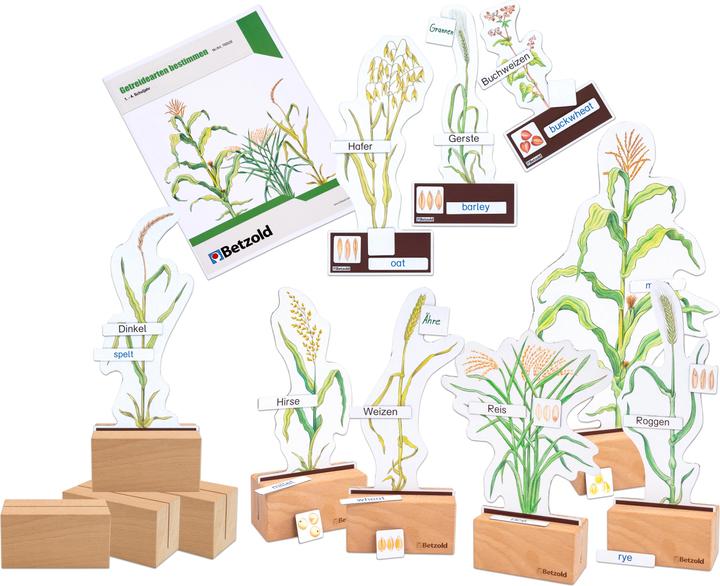 Image du produit Betzold Déterminer le set économique céréales (Allemand, Français, Anglais)