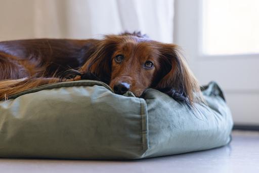 Productafbeelding Designed by Lotte Nalino (Hond)