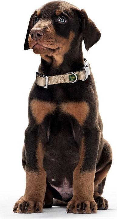 Image du produit Hunter Collier de chien Alu-Strong Rouge M (40-55 cm) (M, Chien)