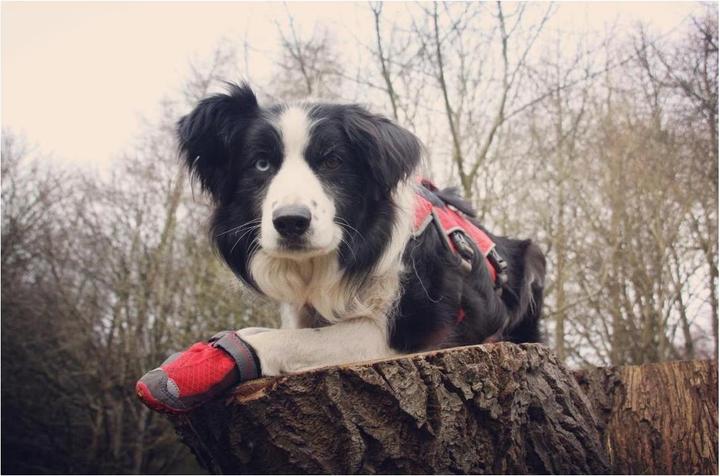 Image du produit Ruffwear Grip Trex 2 Paare Hundeschuhe (L, Chaussures pour chien)