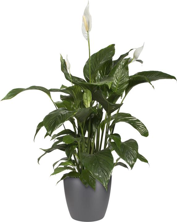 Actual product image Elho Brussels