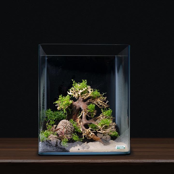 Immagine prodotto Dennerle Decorazione Bonsai Box (Decorazione, Albero)