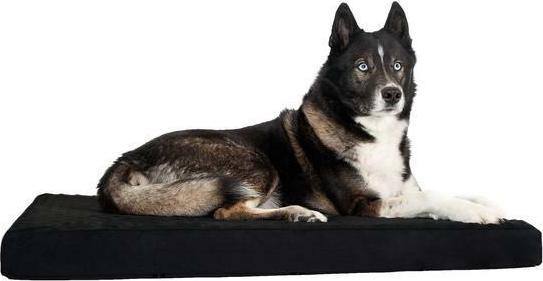 Back on Track M (Hund)