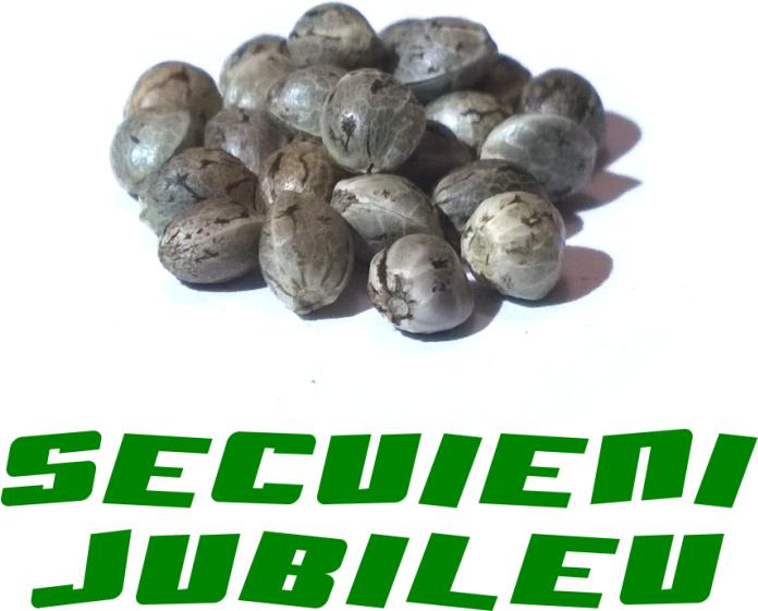 Actual product image Gardinova Hemp Seeds Secuieni Jubileu (Plant seeds)