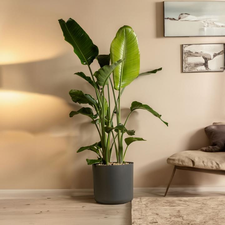 Image du produit Plant in a Box Strelitzia Nicolai - Lot de 2 Fleur d'oiseau de paradis (70 cm)