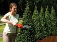 Actual product image Black & Decker Gsl300 (Cordless hedgecutters)