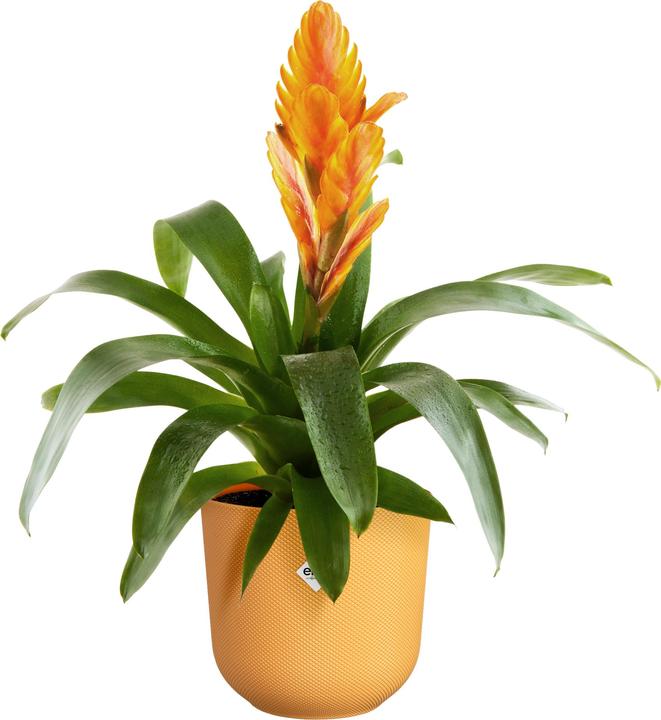 Actual product image Elho Jazz Rund (17 cm)