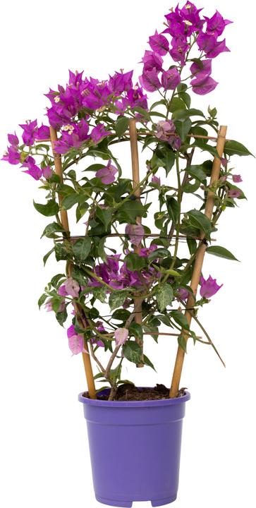 Immagine prodotto Plant in a Box Bougainvillea 'Alexandra' (50 cm)