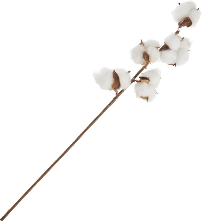 Image du produit DPI Branche de coton, L 49 cm