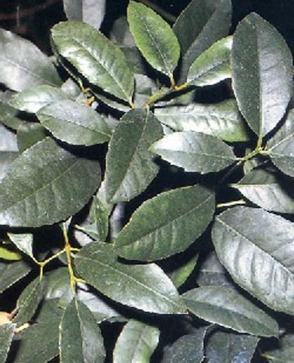 Produktbild Tropica Mate Teestrauch Ilex Paraguensis Hook (Pflanzensamen)