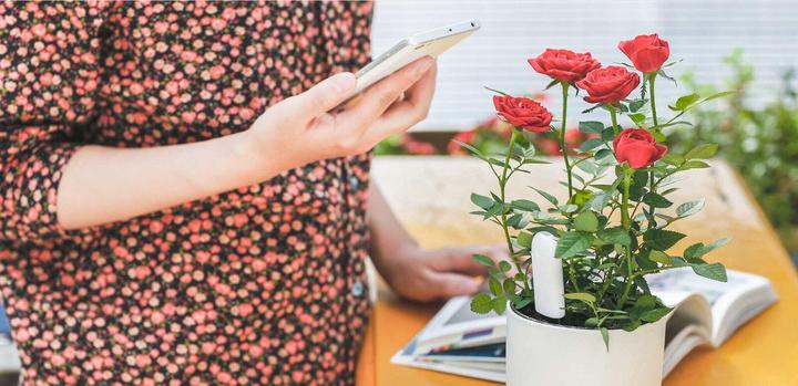 Immagine prodotto Xiaomi Cura dei fiori di Vegtrug (Sensore di irrigazione)