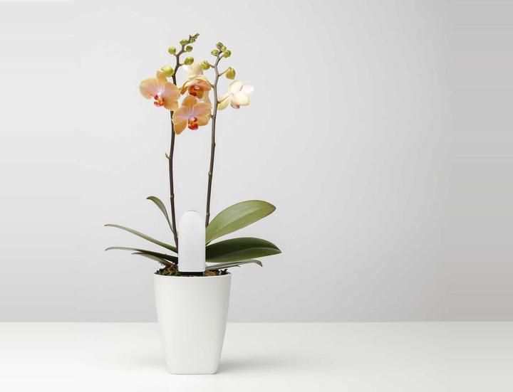 Immagine prodotto Xiaomi Cura dei fiori di Vegtrug (Sensore di irrigazione)