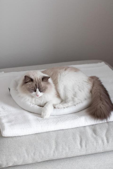 Productafbeelding Kerbl Knuffelbed Sweety (Kat)