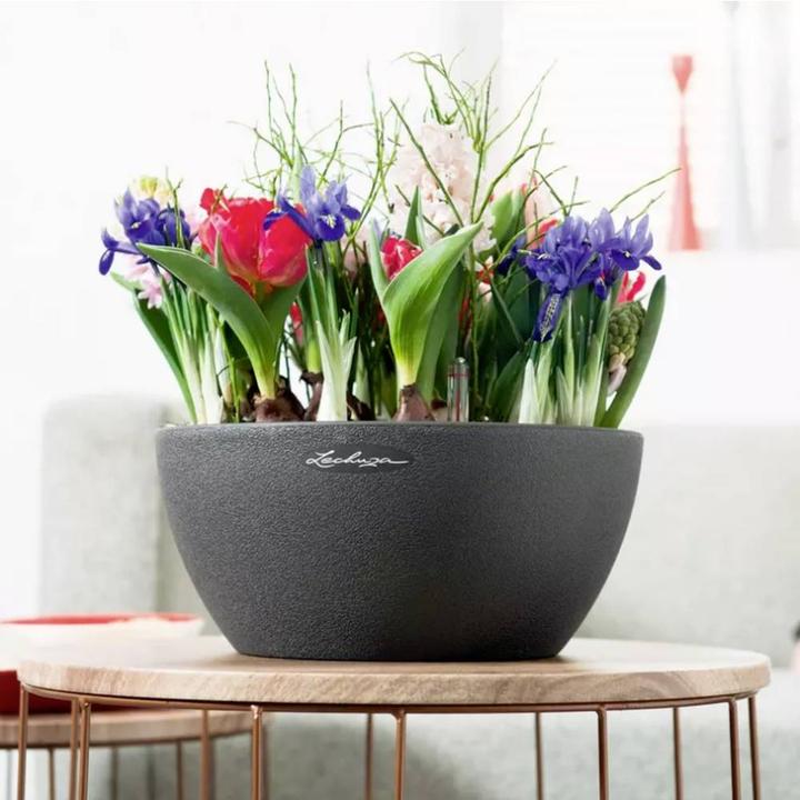 Immagine prodotto Lechuza Cubeto Colore (30 cm)