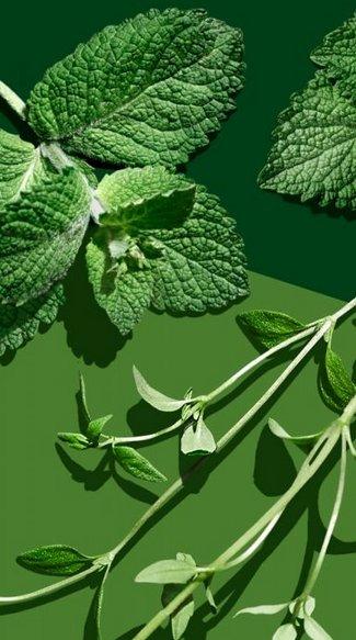 Produktbild Madara Flüssiges Hand- und Duschgel Vert - Thymian & Zitron (Flüssigseife, 300 ml)