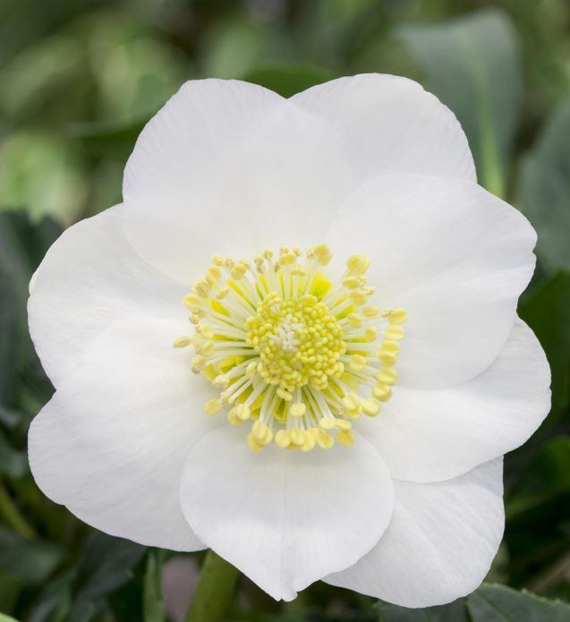 Actual product image Christmas rose in a basket (30 cm)