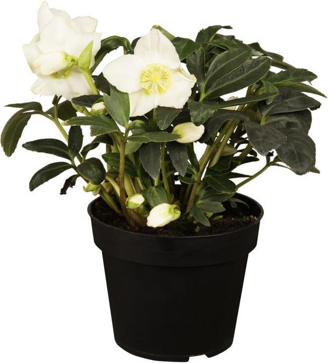 Christmas rose in a basket (30 cm)