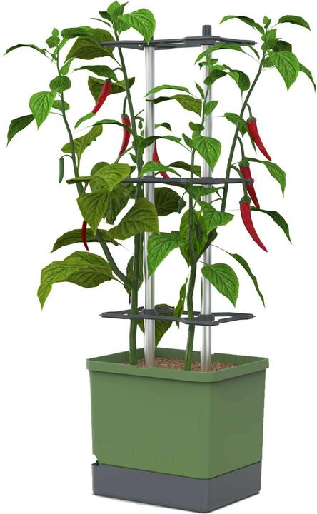 Plant pots + growing trays