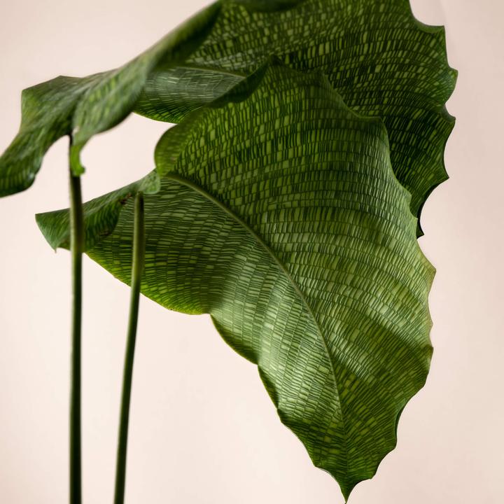 Mary and Plants Calathea Network (50 cm)