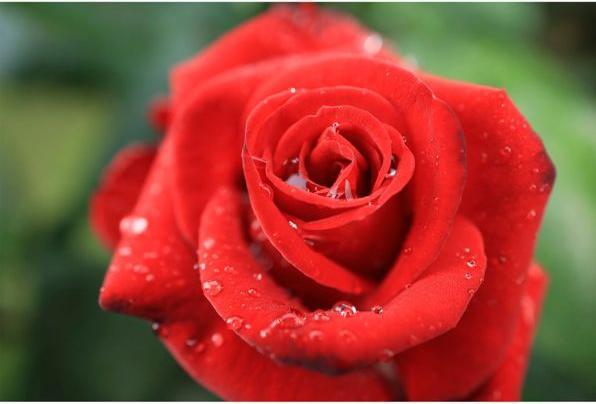Actual product image Canon RF 24mm f/1.8 Macro IS STM (Canon RF, full size)